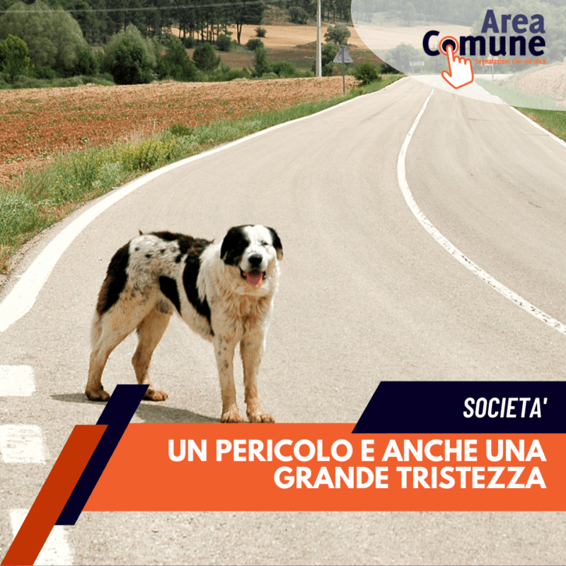 Area Comune - P.A. Animali per le strade
